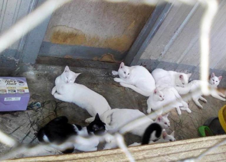 Azalea-City-Cat-Coalition-hoarding.jpg