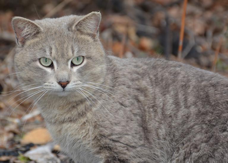 Baltimore-Community-Cats-Project-Mohawk.jpg