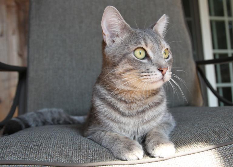 Baltimore-community-cat-Zee.jpg