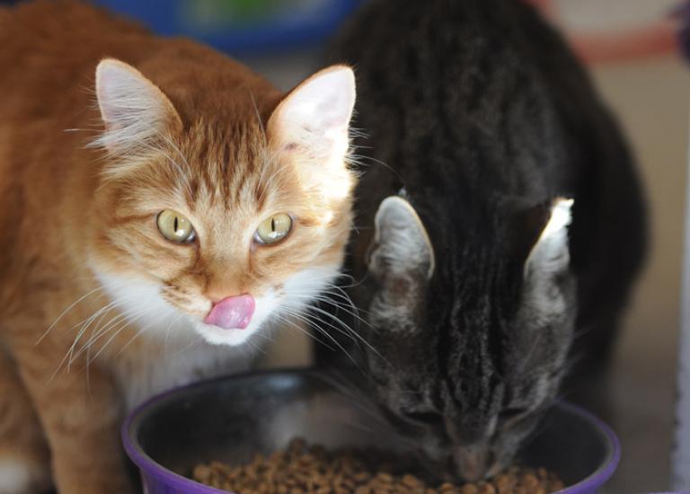 Cat-food-donation-Sunflower-Dylan-Eating-2772.jpg
