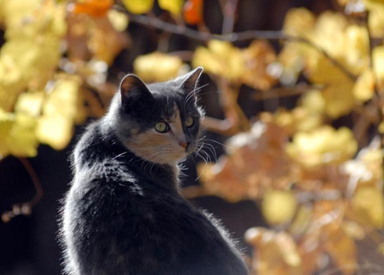 Cat-initiatives-Community-Cats-Project-Cat.jpg