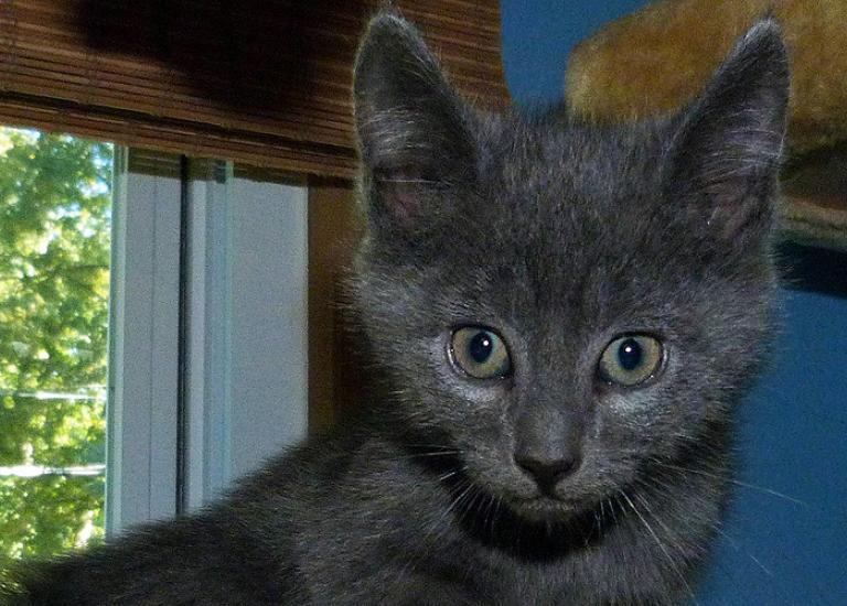 Cinder-Mt-Olive-TNR-Project-No-More-Homeless-Pets-Network-partner.jpg