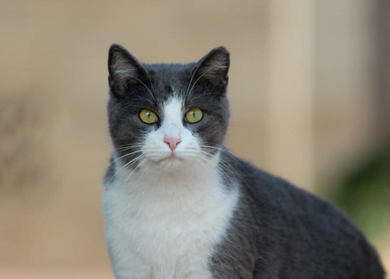 Community-Cats-Project-Georgia-1911.jpg