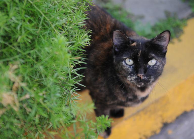 Community-Cats-year-2014-6129.jpg