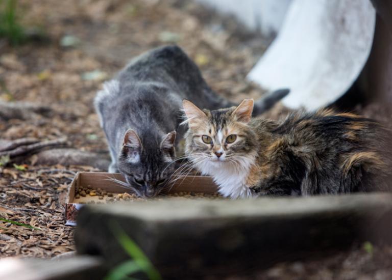 Community-cat-NKUT-advocate-5372.jpg