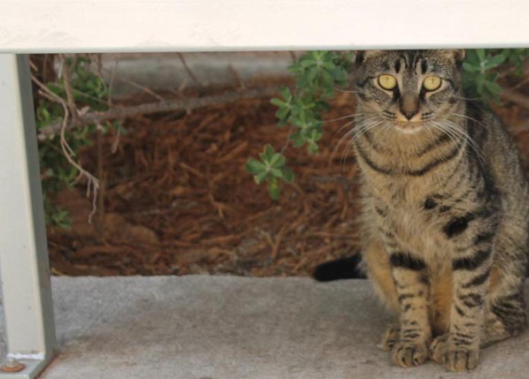 Community-cat-San-Antonio-PrettyGirl.jpg
