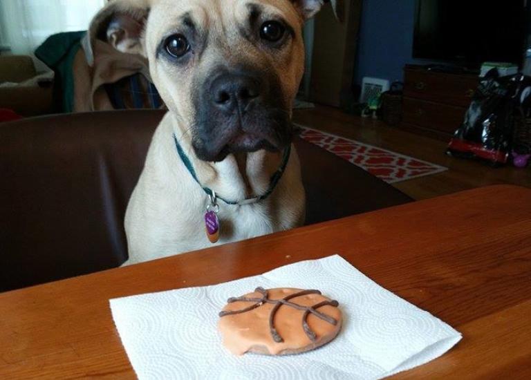 Dangerous-dog-law-South-Bend-Indiana-Harper.jpg