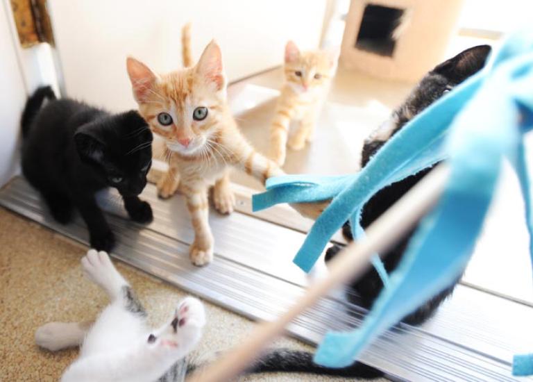 Friends-Kittens-community-cat-4008.jpg