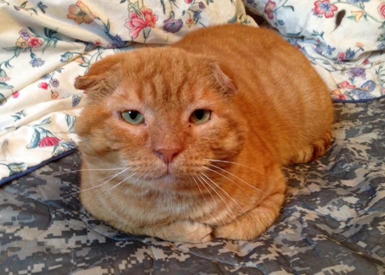Gepetto-FIV-Community-Cat-Project-2.jpg