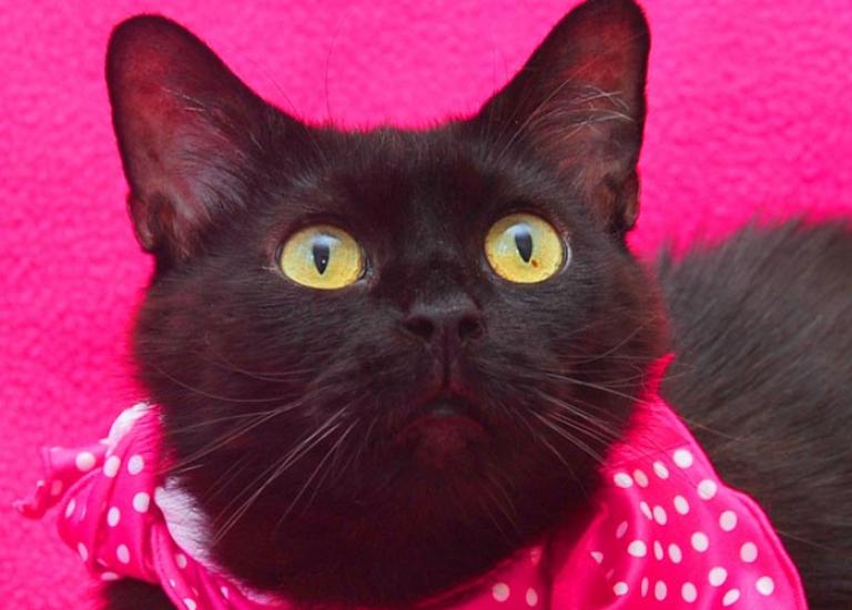 Louisville-Metro-Animal-Services-Kentucky-grants-Narnia.jpg
