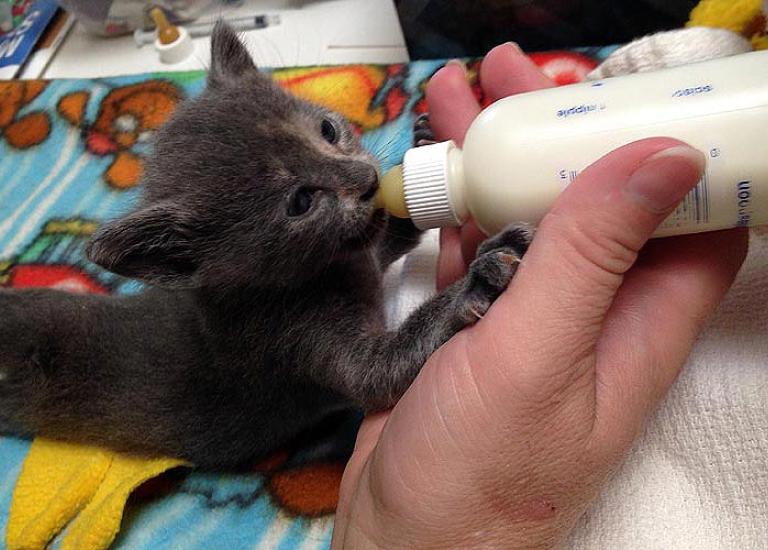 Mass-TNR-Beaver-Utah-kitten.jpg