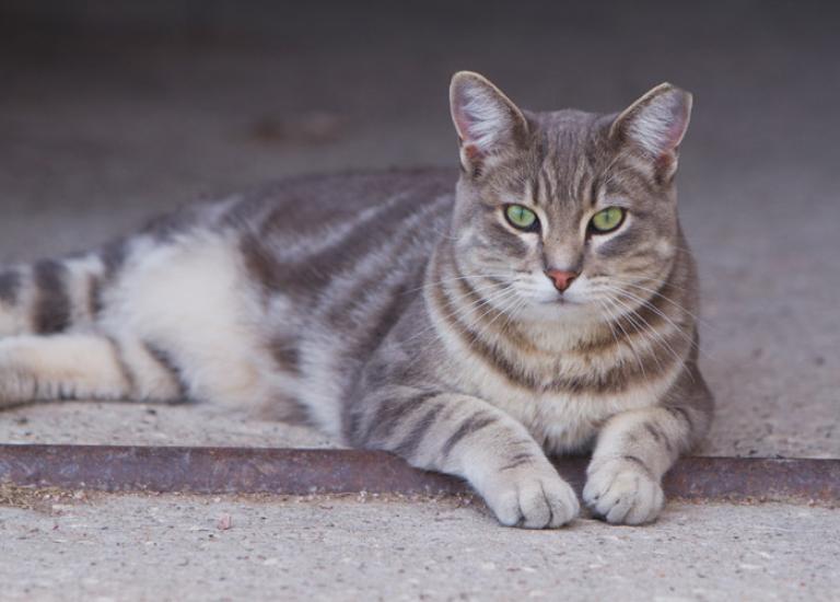 SIBlackHillsCats6089.jpg