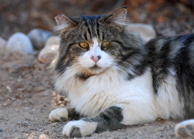 SICedarCityFeral4988.jpg