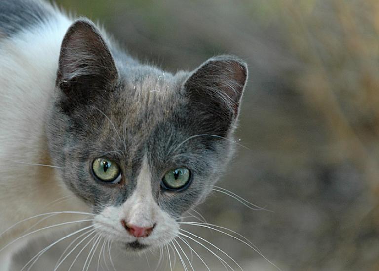 SIJohnsonCanyonFeral3363.jpg