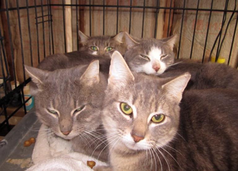SIRescuedCats4.jpg