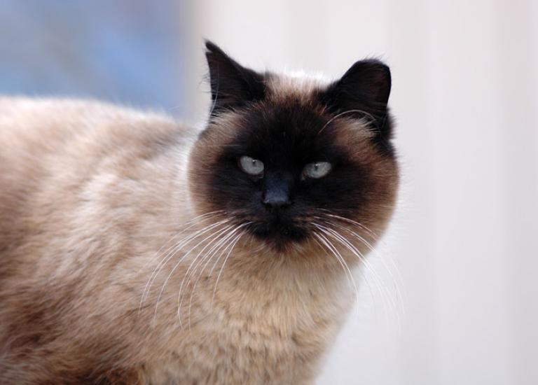 SISLCFeral9346.jpg