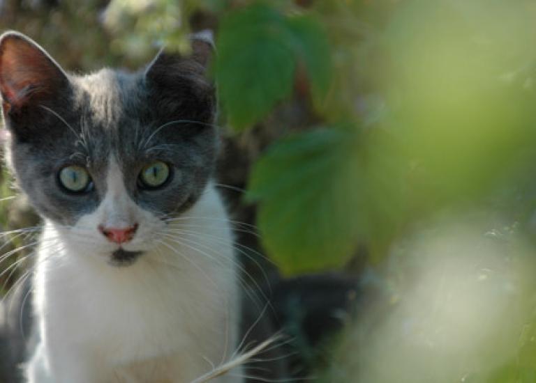 SI_JohnsonCanyonFeral3455.jpg