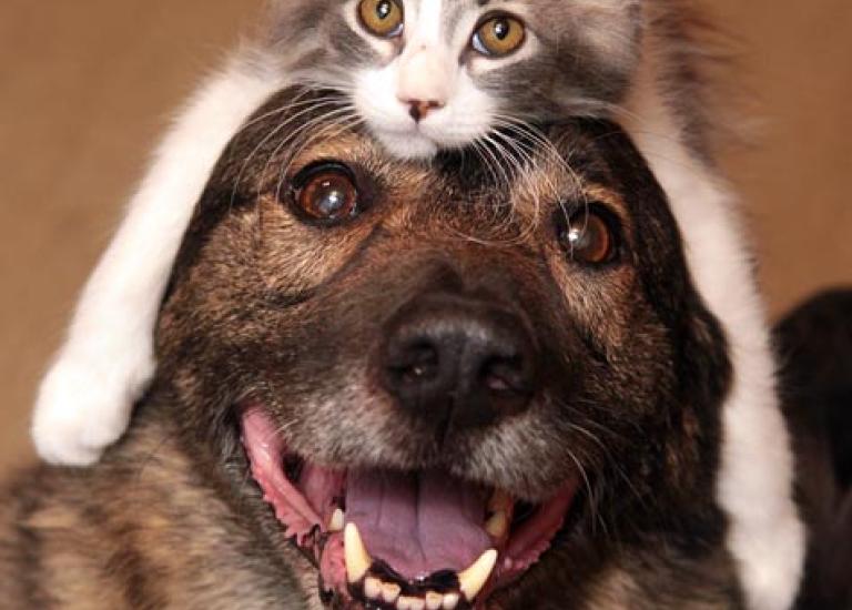 SI_cat-hat-small.jpg