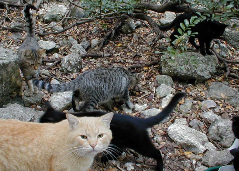 San-Antonio-Community-Cats-Project-Japanese-Tea-Garden.jpg