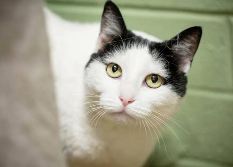 St-George-Animal-Shelter-NKUT-Buffy.jpg