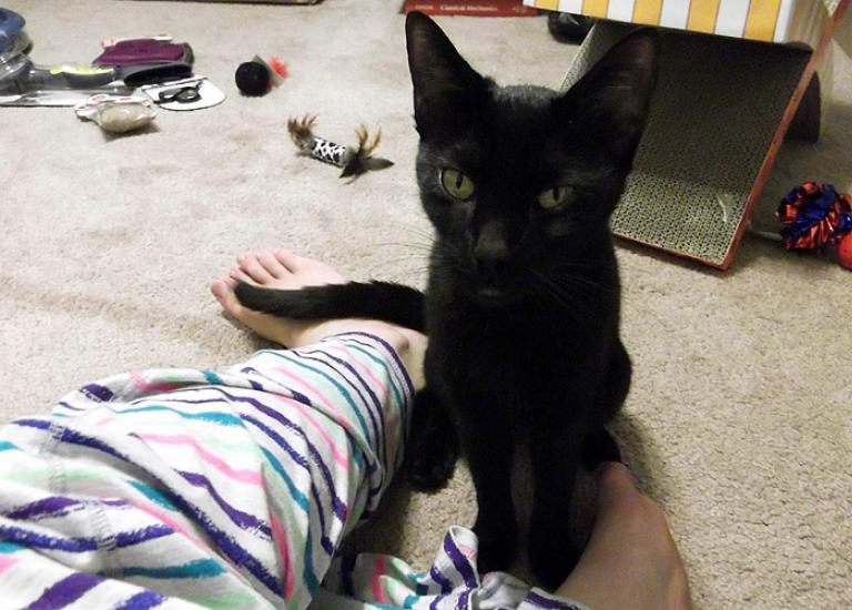 Suki-cat-Free-Fix-Los-Angeles-LA-NKLA-adopted.jpg
