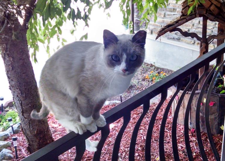 TNR-Utah-community-cat-colony-Bright-Eyes.jpg