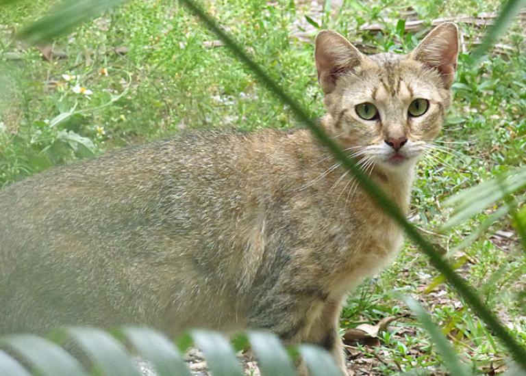 TNR-trap-neuter-return-Miss-Patton-Street.jpg