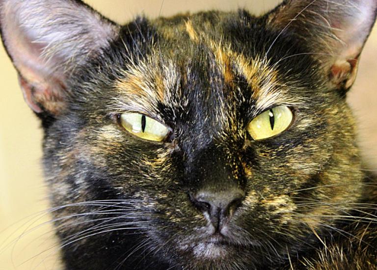 Tortoiseshell-cat-adoption-Polly1.jpg