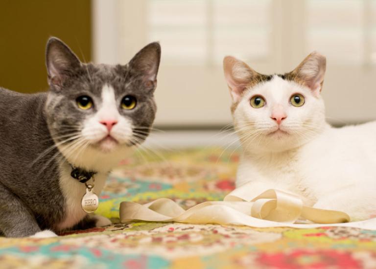 Wyatt-Baltimore-cats-Best-Friends.jpg