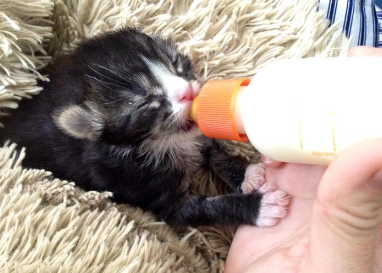 stray-kitten-free-roaming-stowaway.jpg