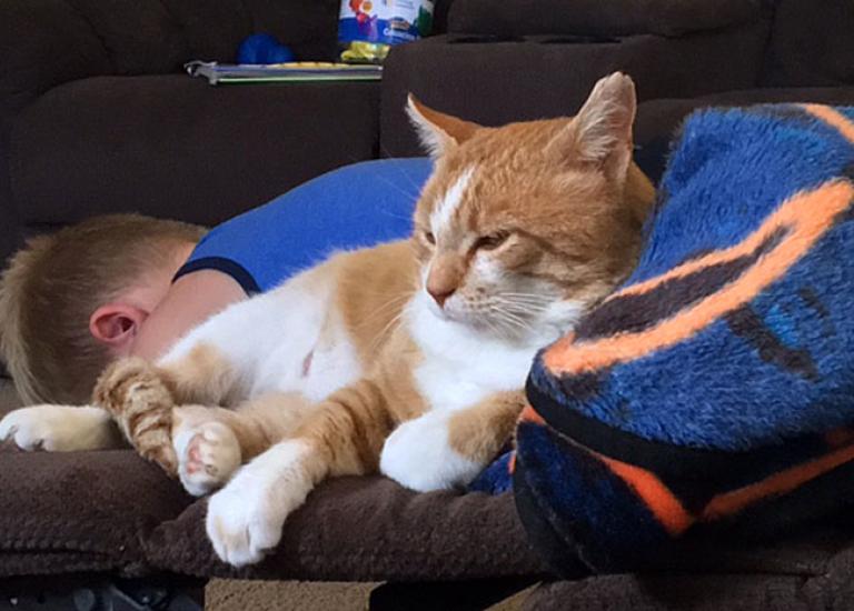 FIV-cat-Harry-0801.jpg