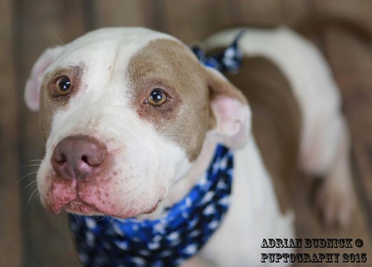 Heartworm-positive-pit-bull-terrier-Betty-A124472.jpg