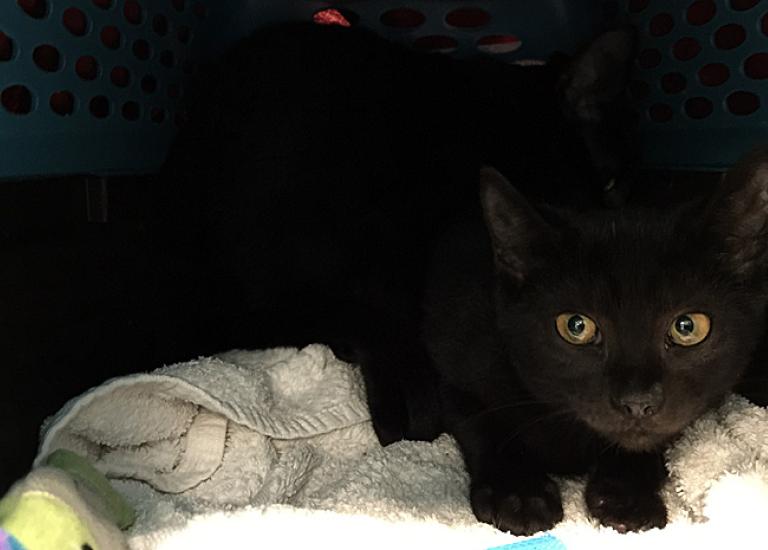 Kitten-Philadelphia-community-cat-FeLV-1.jpg