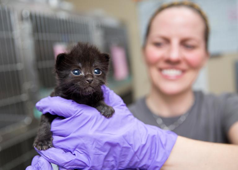 Mothers-Day-kitten-nursery-black-Tidbit-5985sak.jpg