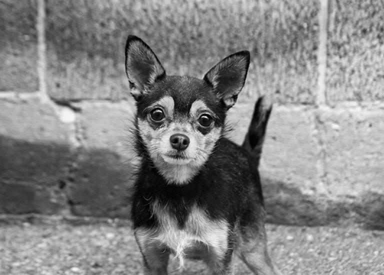 NKUT-nokill-Utah-Mini-4359.jpg