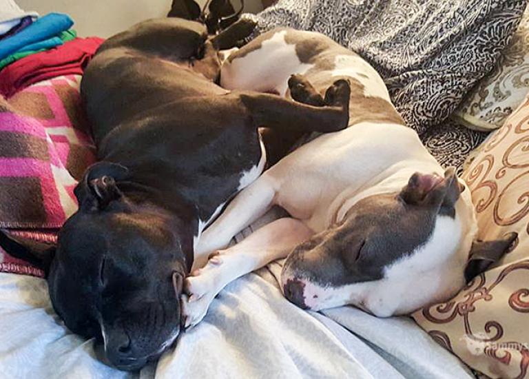 Pit-bull-terrier-mix-Buttercup-Sophie.jpg