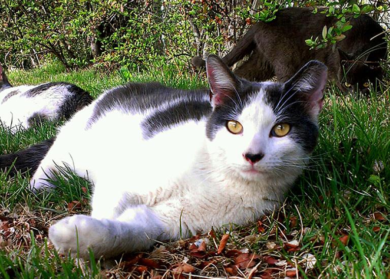 Salt-Lake-City-cat-TNR-IMAG3899.jpg