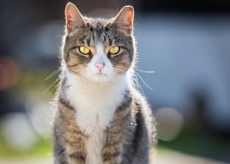 TNR-Baltimore-community-cat-3.jpg