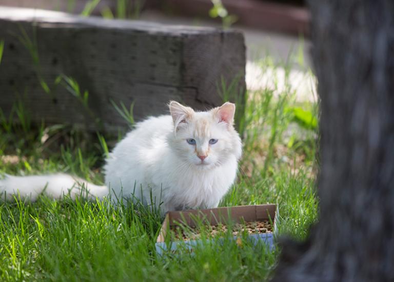 TNR-Salt-Lake-Layton-Ferals-5346sak.jpg