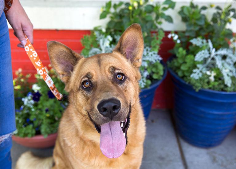 Best-Friends-local-programs-Bruce-dog-5969sak.jpg