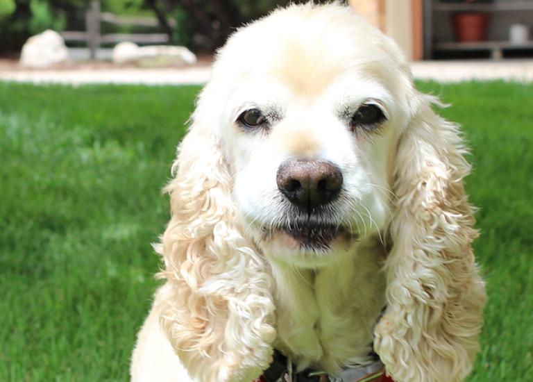 Cocker-spaniel-adoption-Ted-2.jpg