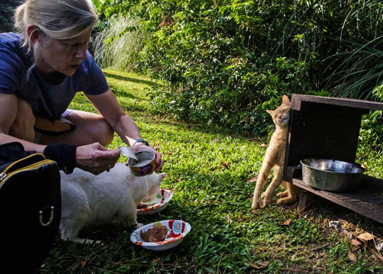 Community-cat-feeding.jpg