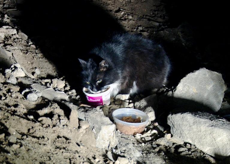 Feral-Love-black-white-cat.jpg