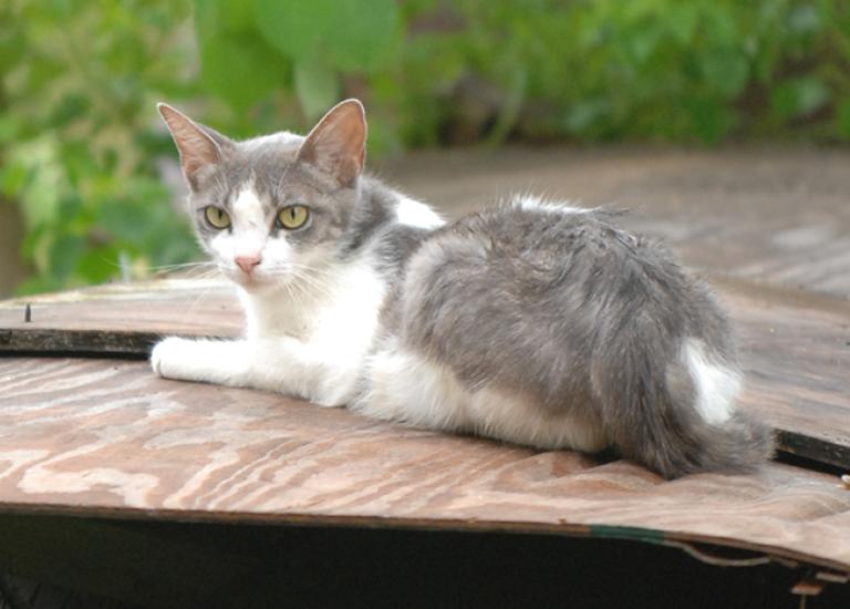 Feral-cat-1751.jpg