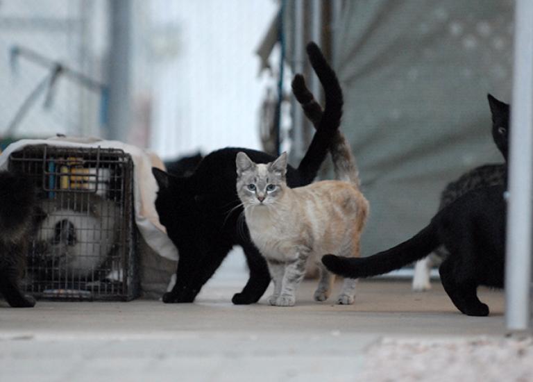 Feral-cats-1871.jpg