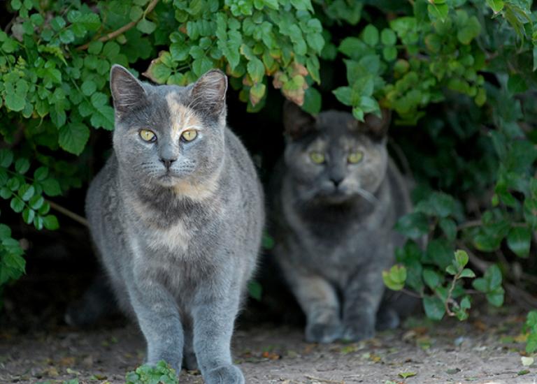 Feral-cats-1899.jpg