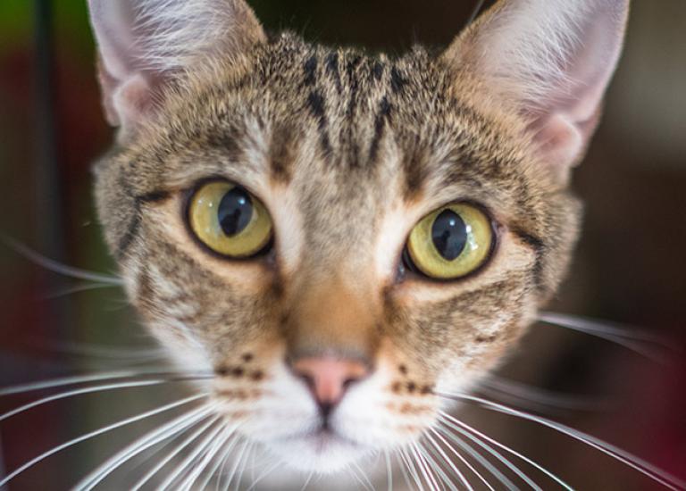 Kelsey-brown-tabby-cat-1696KB.jpg