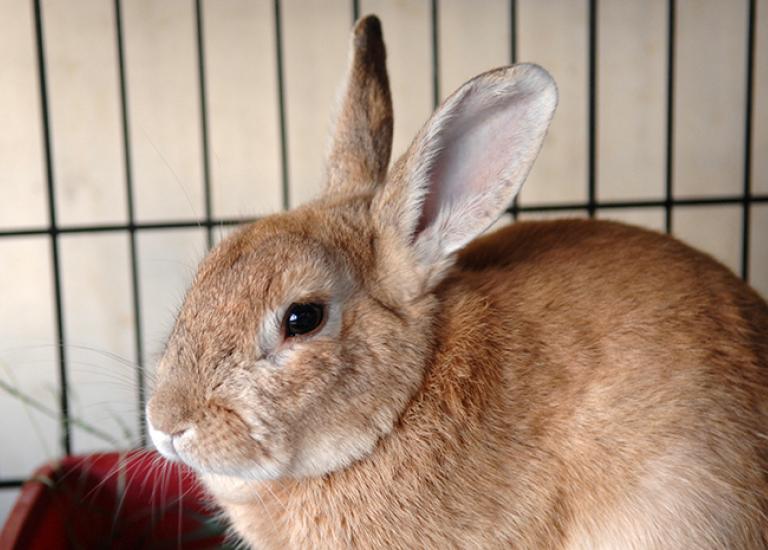 Long-Beach-Rabbit-0014.jpg