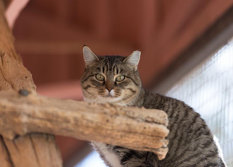 Shy-cat-Blair-4942KB.jpg