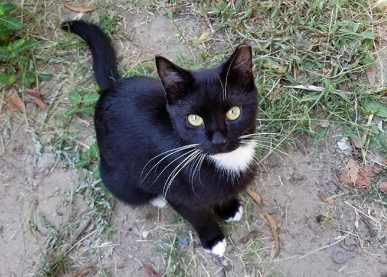 TNR-outdoor-cats-105039.jpg